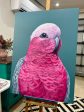 Pete the Galah original framed artwork Online Sale