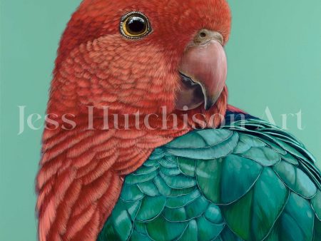 Red the King Parrot canvas print Online