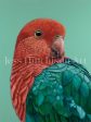 Red the King Parrot canvas print Online