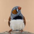 Felix the Zebra Finch canvas print For Discount