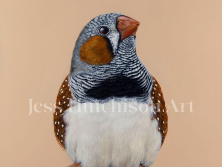 Felix the Zebra Finch canvas print For Discount