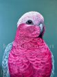 Pete the Galah original framed artwork Online Sale