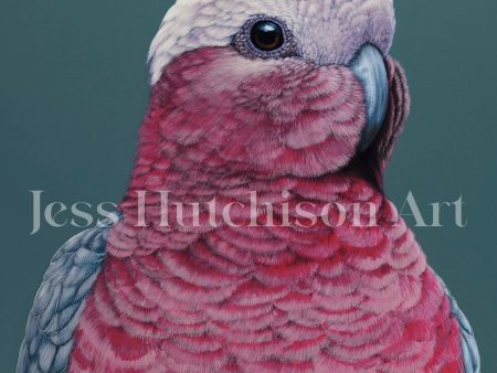 Pete the Galah canvas print For Cheap