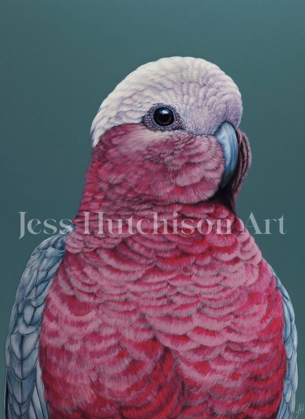 Pete the Galah canvas print For Cheap