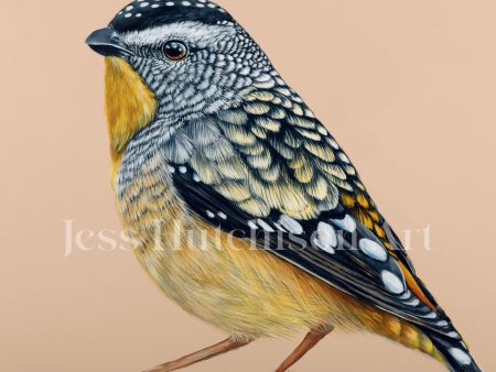 Gus the Spotted Pardalote canvas print on Sale