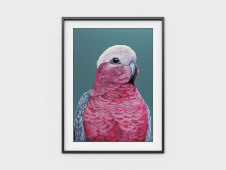 Pete  the Galah For Cheap