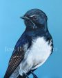 William  the Willie Wagtail original artwork framed in Tasmanian Oak Sale