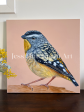 Gus the Spotted Pardalote original framed artwork Supply