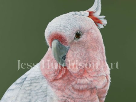 Dawn the Pink Cockatoo canvas print Online