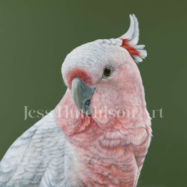 Dawn the Pink Cockatoo canvas print Online