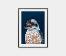 Ollie  the Kookaburra Hot on Sale