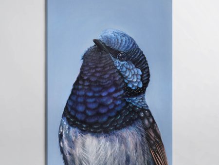 Bobby the Superb Fairy Wren canvas print Online now