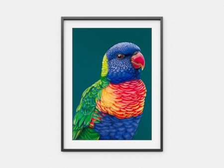 Rupert  The Rainbow Lorikeet Supply