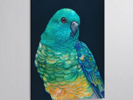 Banjo  the Red Rumped Parrot canvas print Fashion