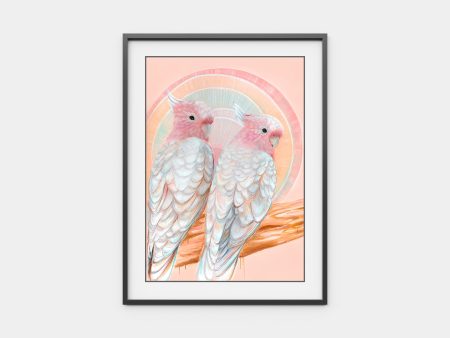 ‘Mitchell and Maude’ Pink Cockatoo pair Supply