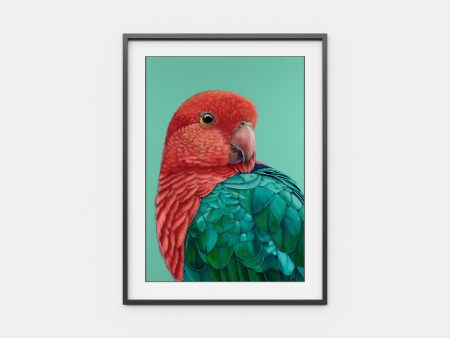 Red  the King Parrot Online Sale