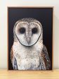 Faith the Australian Masked Owl Canvas Print For Cheap