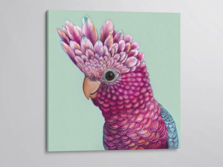 Ziggy  The Galah canvas print Online