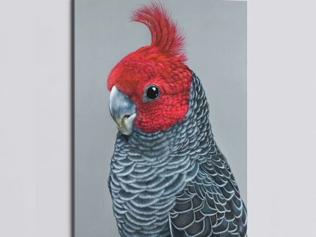 Frankie the Gang Gang Cockatoo canvas print For Discount